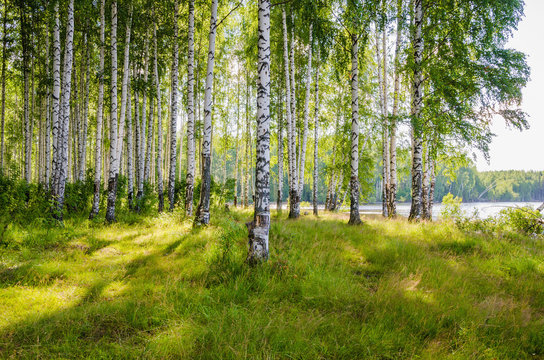 Birches Bilder Durchsuchen 637,771 Archivfotos, und