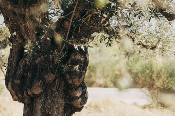Green olive tree with many olives.
