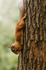 Squirrel on a tree eating a nut