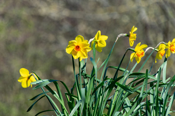 Obraz premium Spring daffodil yellow vibrant wild flowers