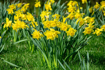 Spring daffodil yellow vibrant wild flowers