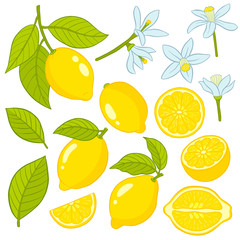 Set of elements of a lemon.