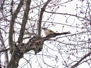 Bird on the tree
