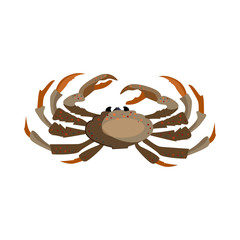 Brown crab illustration. Mollusc, ocean, seafood. Nature concept. Vector illustration can be used for topics like sea animals, restaurant, eating