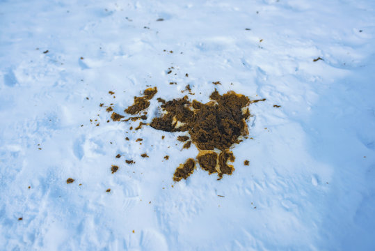 Equestrian dung in the snow. Horse excrement on the surface of a frozen lake. Traces of ecotourism.