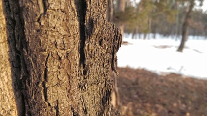 Background of forest, logs, trees, land
