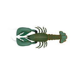 Green raw lobster illustration. Mollusc, ocean, seafood. Nature concept. Vector illustration can be used for topics like sea animals, sea, restaurant, eating