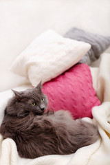 Beautiful gray fluffy cat sleeping on the couch.