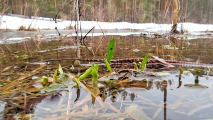 Spring flowers bloom