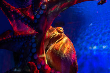 Octopus at Langkawi Waterworld