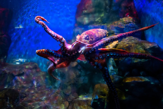 Octopus at Langkawi Waterworld
