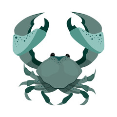 Raw crab illustration. Mollusc, ocean, seafood. Nature concept. Vector illustration can be used for topics like sea animals, restaurant, eating