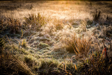 Fototapeta premium Frosty Grass in early morning sunrise over a dry field