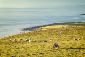 Grazing Sheep on Coastal Hills in Wales, UK