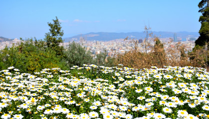 Obraz premium Springtime In The Parks Of Barcelona, Spain