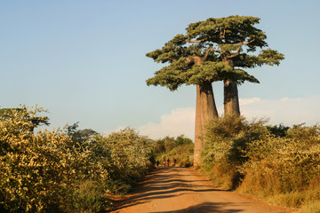 Grandidier’s baobabs on the edge of a sand path