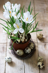 Spring or Easter composition of crocuses and quail eggs. Rustic style.