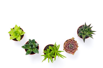 Little potted succulent plants isolated on white