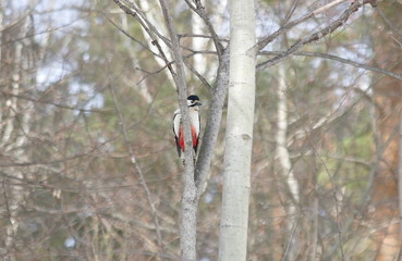 Great spotted woodpecker on the tree.
