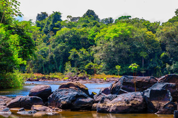 The beautiful nature of Surinam