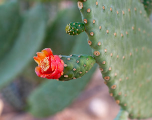 green cactus in the stone garden