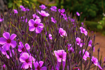 Purple flower blooms on Madeira island