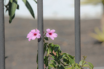 Pink flower