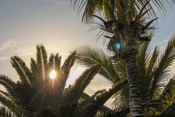 Fototapeta na wymiar Sunset over the palms