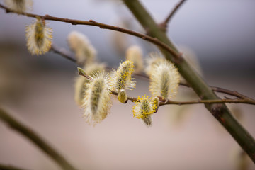 FRühling erwachen 2
