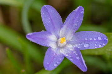 Blaue Blüte mit Regentropfen im Feld