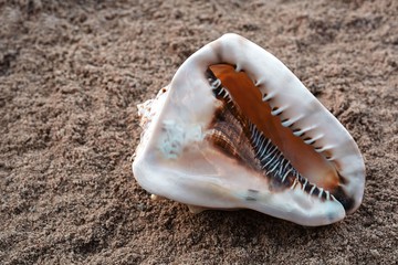 Close up view of conch shell isolated. Beautiful nature backgrounds.