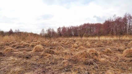 The reeds in the swamp