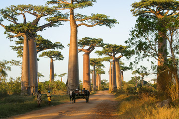 famous Baobab Avenue in Madagascar with zebu cart - obrazy, fototapety, plakaty