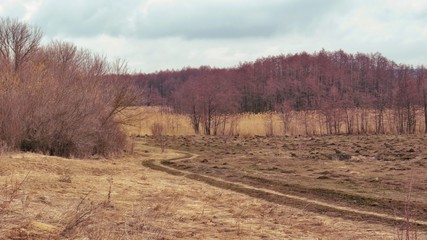The reeds in the swamp