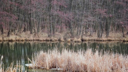 The reeds in the swamp