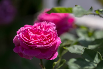 Colorful Pink Red Yellow White Rose and Flowers
