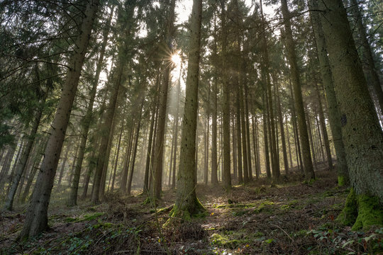Nadelwald von Sonne durchflutet