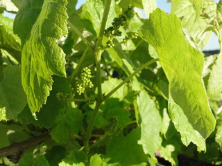 Small grapes growing