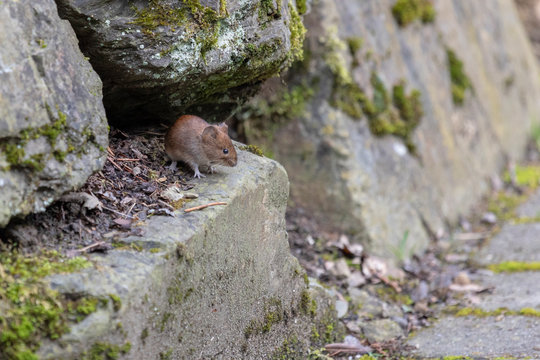 Haselmaus auf Nahrungssuche
