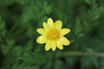  hell&eacute;bore d'hiver