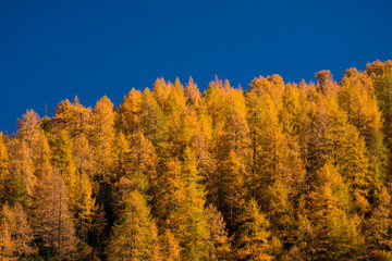 Fototapeta na wymiar Yellow larches and blue sky in Triglav National Park in Slovenia.
