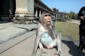 Angkor Wat, Kambodia, monkey