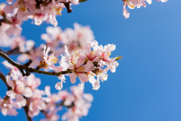 Almond blossoms in Crimea