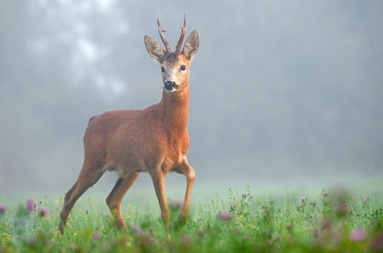 Wild roe deer in the morning fog