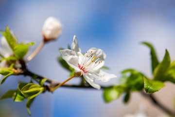 Almond blossoms in Crimea