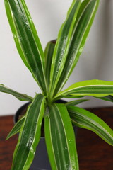 Dracaena deremensis in a pot with dew freshness rain drop of water close up on a wooden table in the interior design of the room against a gray wall
