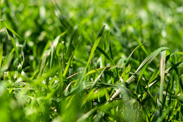 Green grass close-up