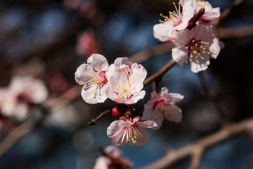 Almond blossoms in Crimea