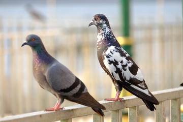 A couple of pegions standing on a steel fence at the port 
