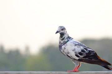 A lonesome pigeon standing on the steel handrails with warm light and blurred bright sky background 